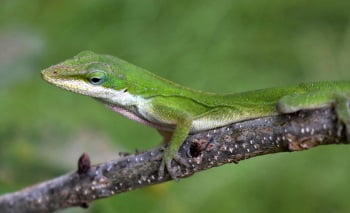Lizard Representing GEICO Spokesman